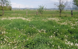 VT 158394 - Teren intravilan pentru constructii de vanzare in Tilecus