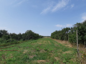VSPI 162274 - Spatiu industrial de vanzare in Chijic Bihor,  Chijic Bihor