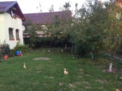 VC6 50945 - House 6 rooms for sale in Floresti