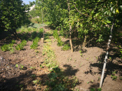 VC3 71295 - House 3 rooms for sale in Bulgaria, Cluj Napoca