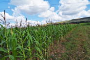 VT 86760 - Teren extravilan agricol de vanzare in Floresti